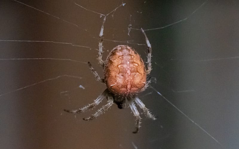 orb weaver closeup