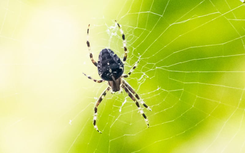 orbweaver closeup