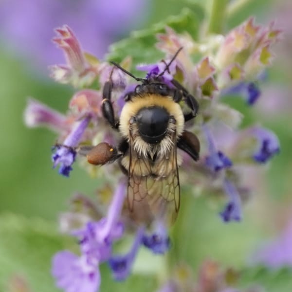 bee on lilacs