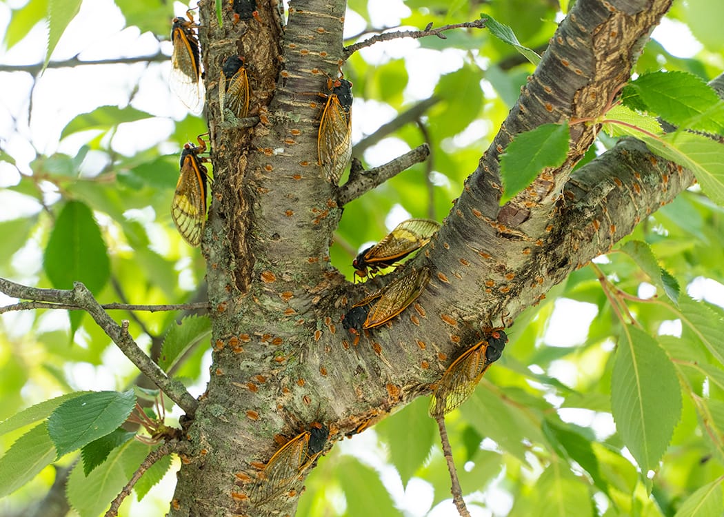 cicadas on tree