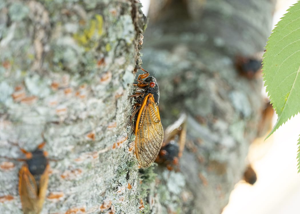 closeup of cicada on tree