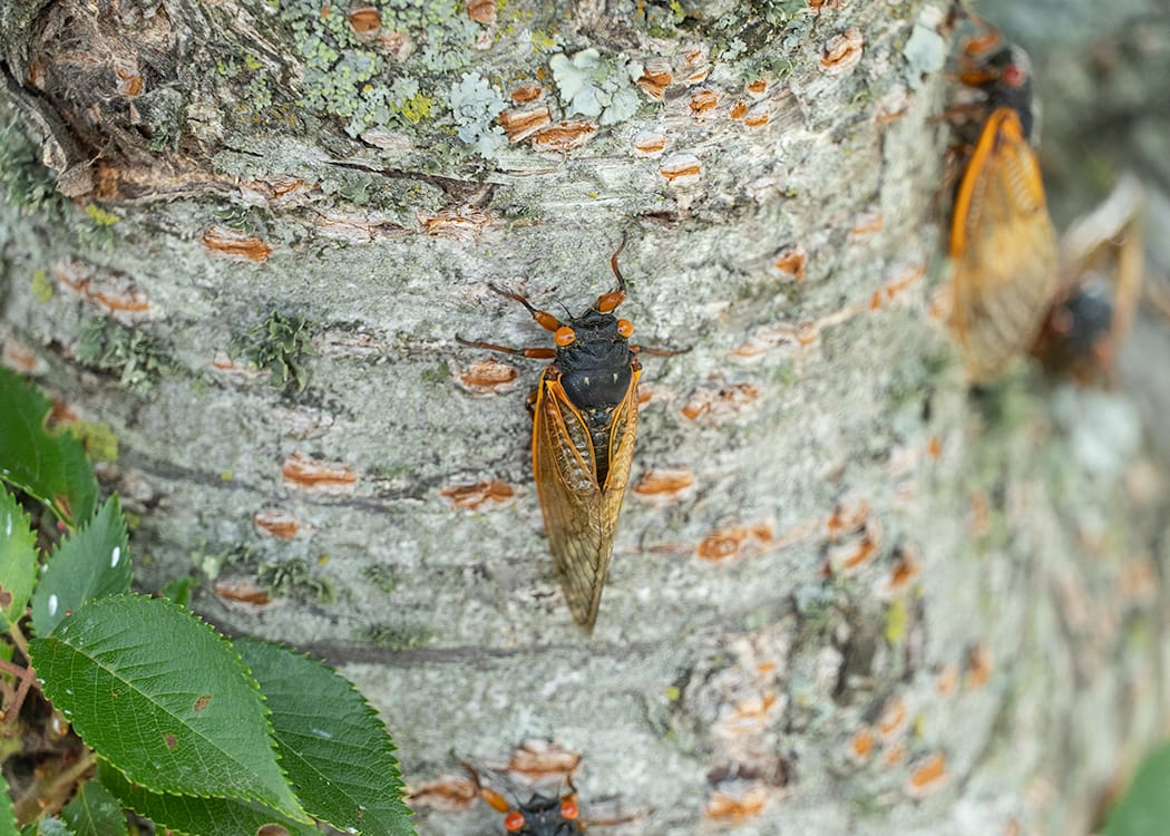 closeup of cicada on tree