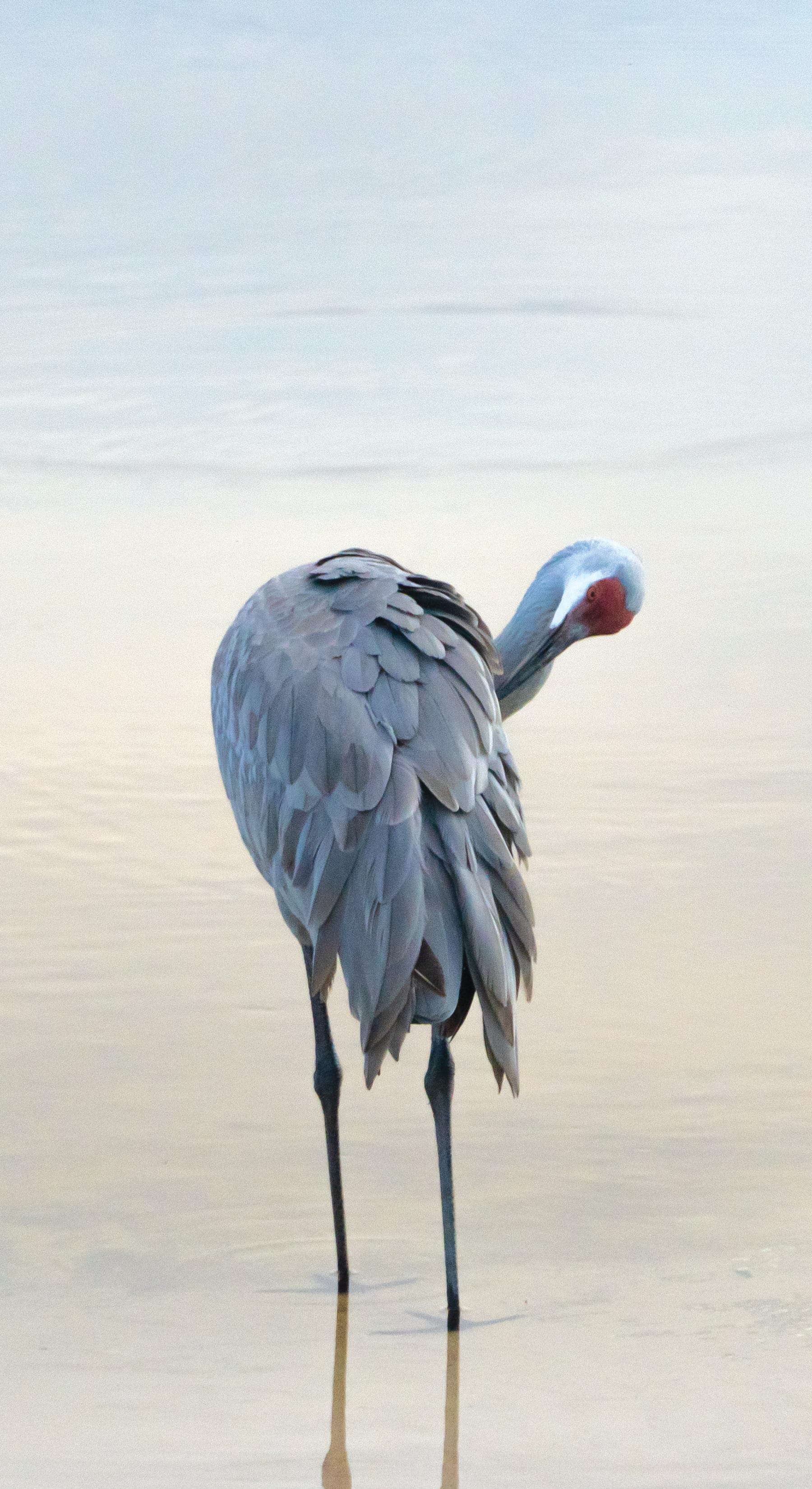 Sandhill Crane pruning feathers while standing in water.