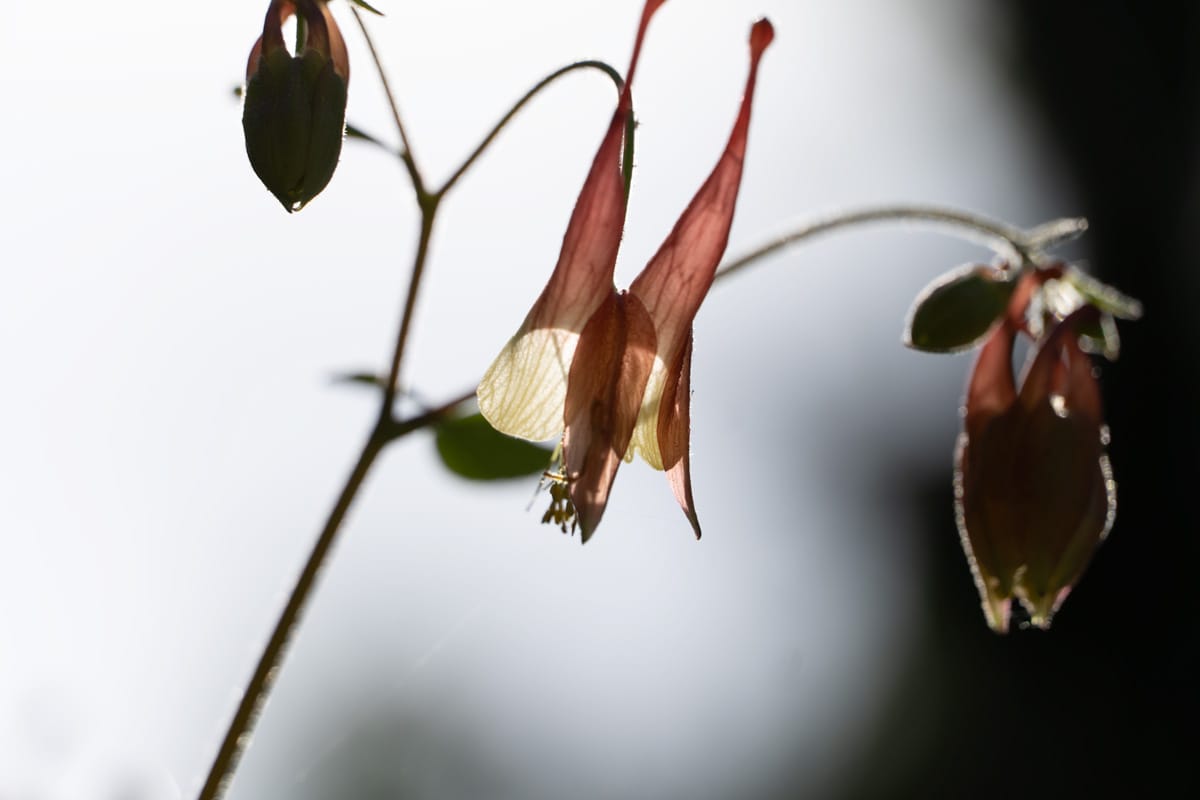 closeup of flower with strong backlighting