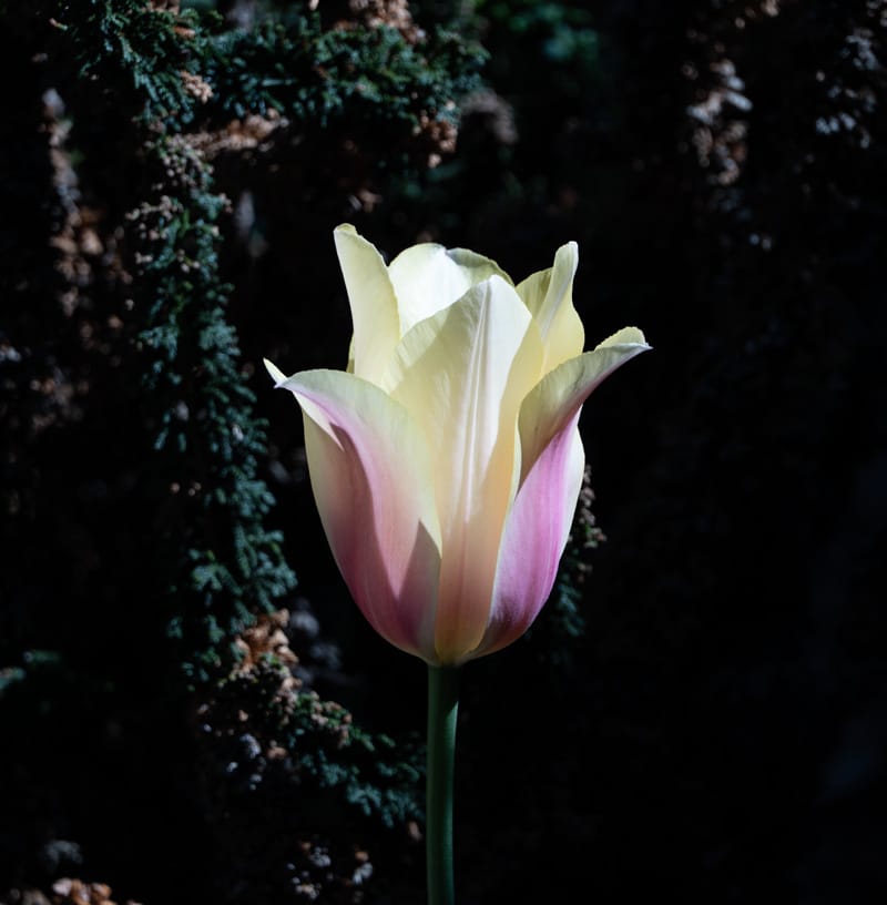 closeup of tulip with strong lighting