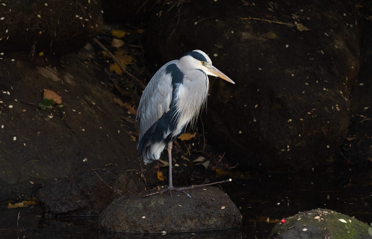 Blue Heron standing on rocky water.