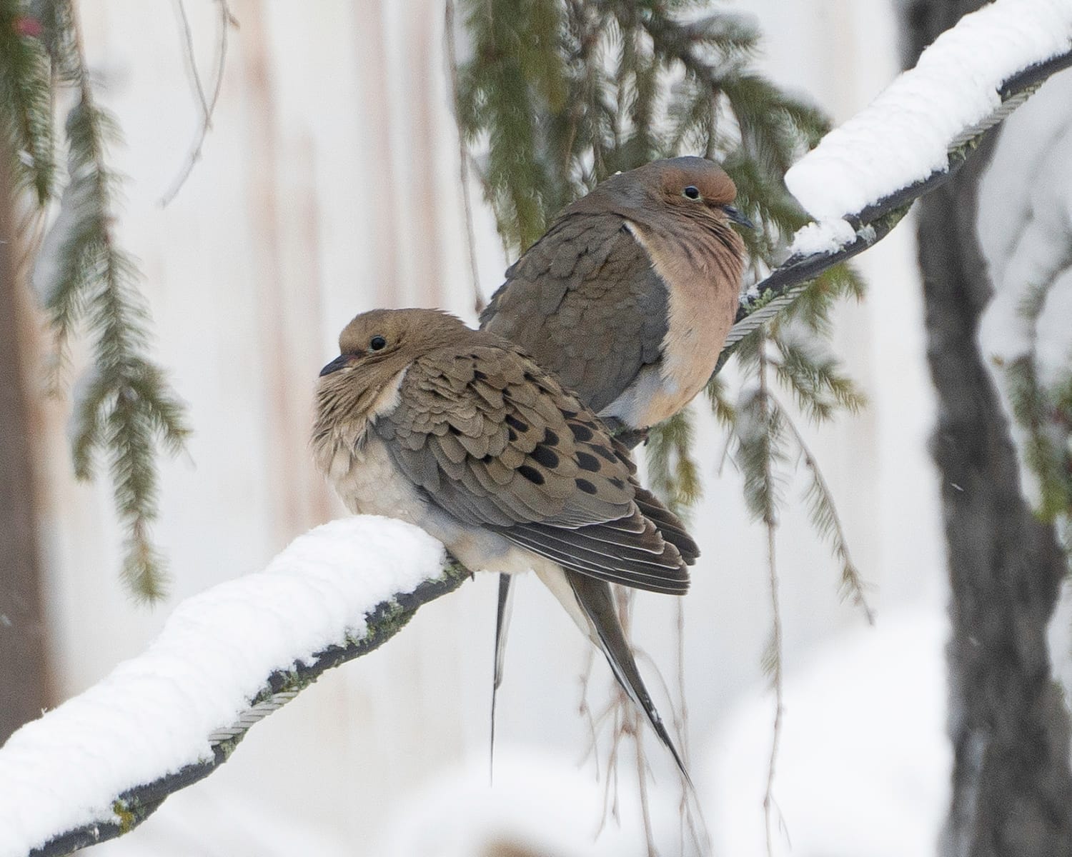 Morning Dove couple with fluffed feathers, in snow.