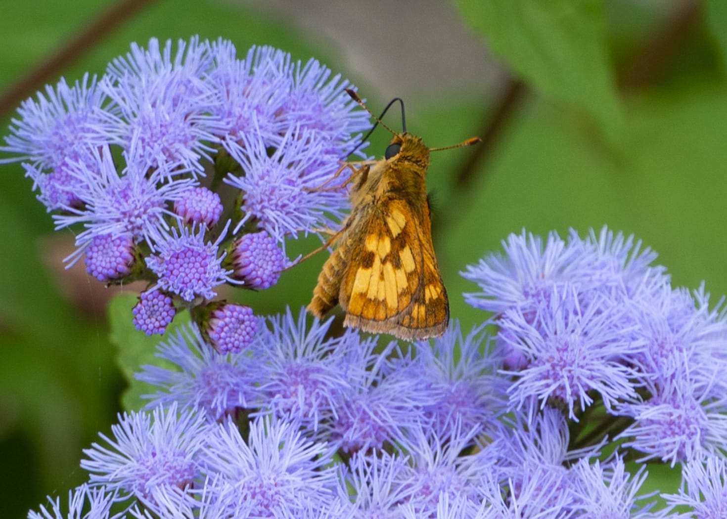 skipper butterfly on mistflower