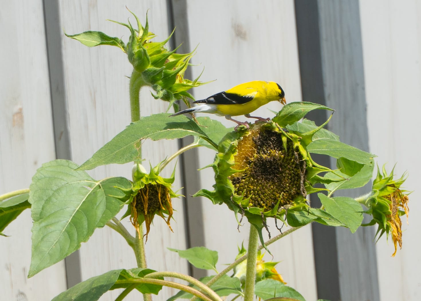 Golden finch eating seeds from a sunflower.