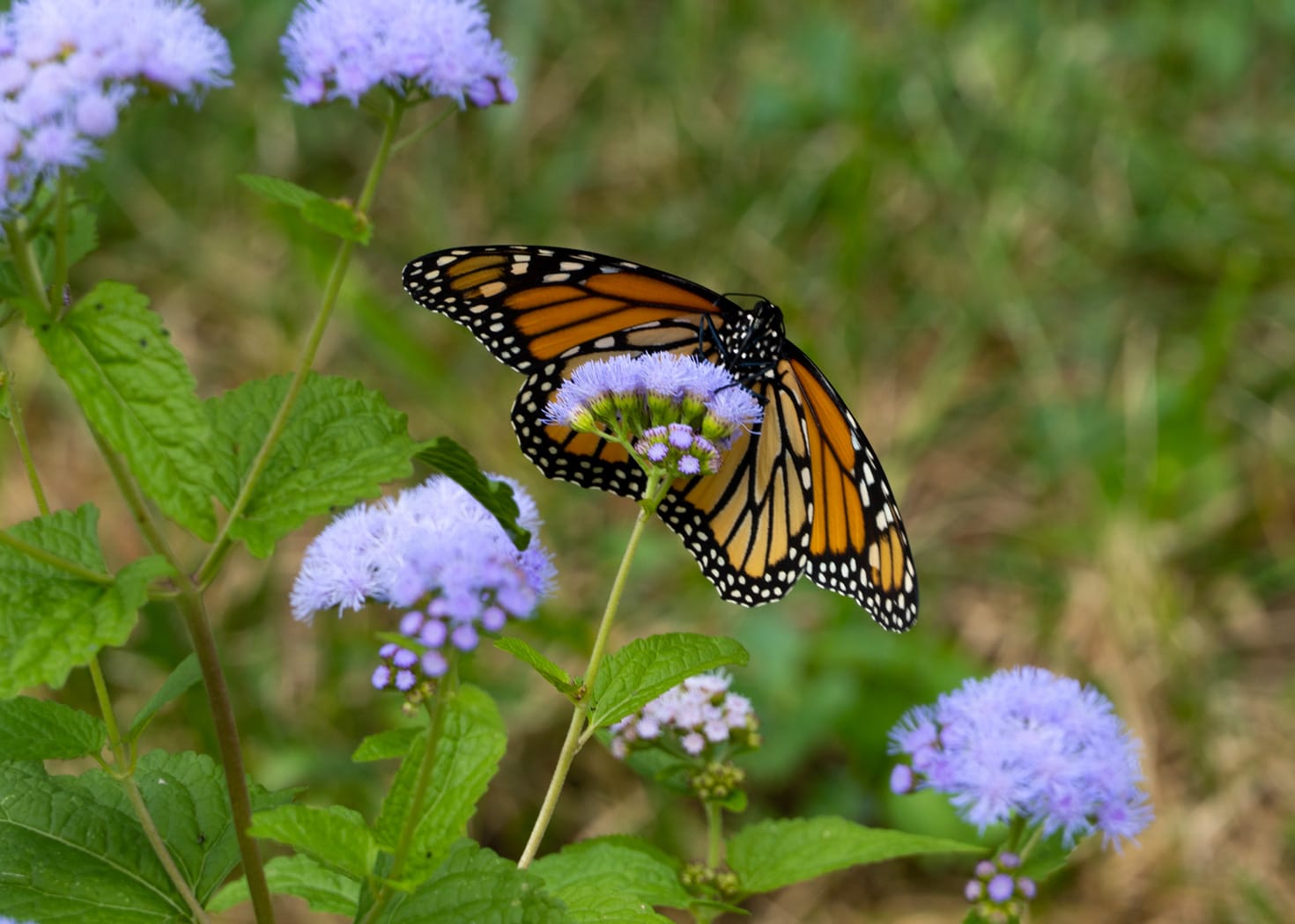 monarch on mistflower