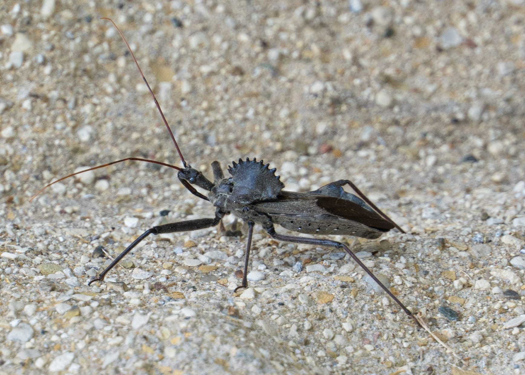 wheelbug assassin on concrete