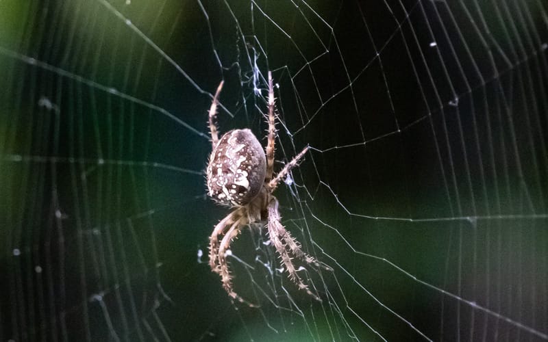 Orb Weaver on web