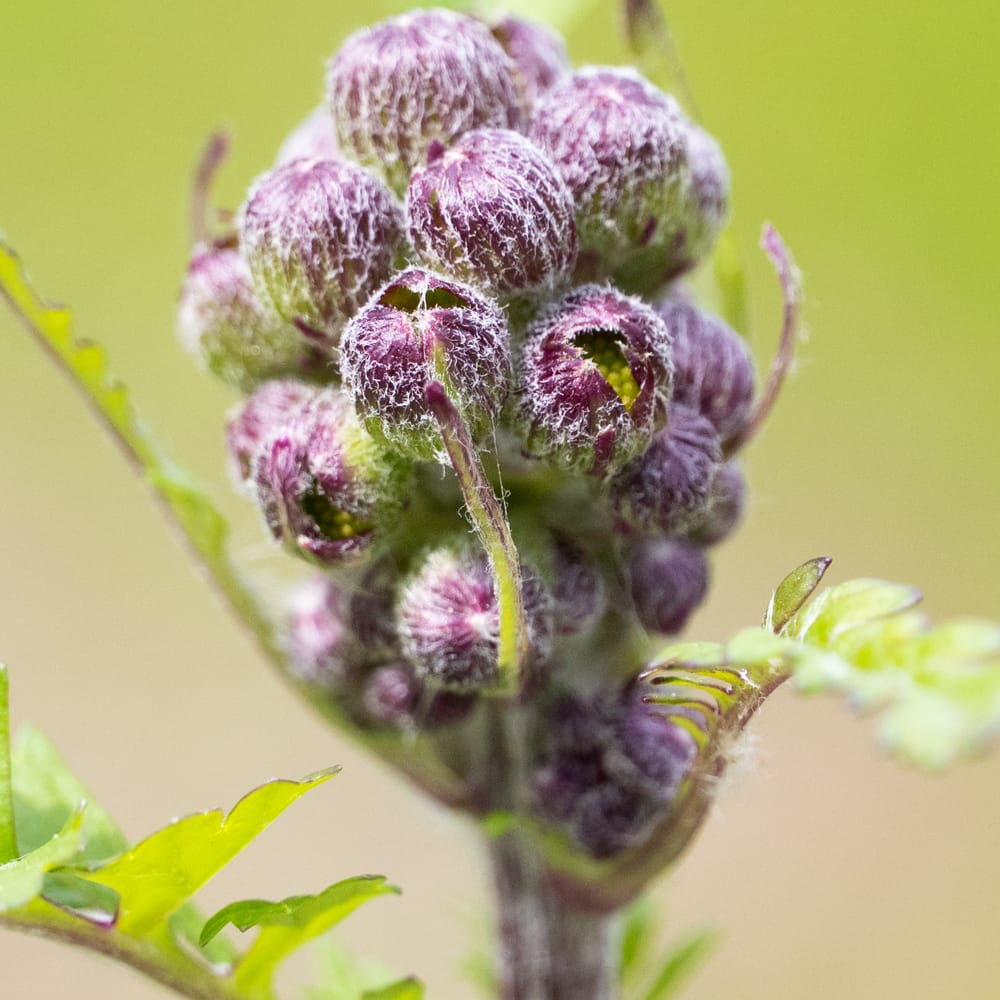 Macro Blooms