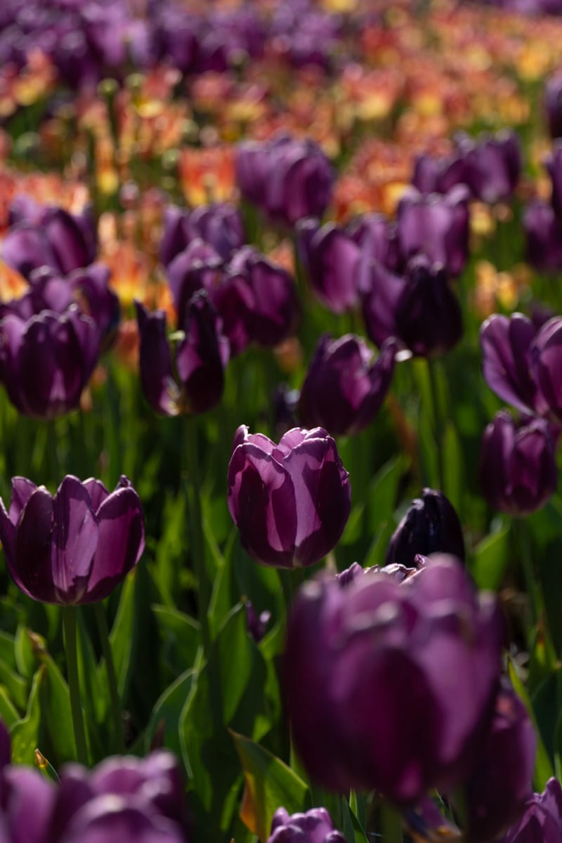 violet and orange tulips in a field