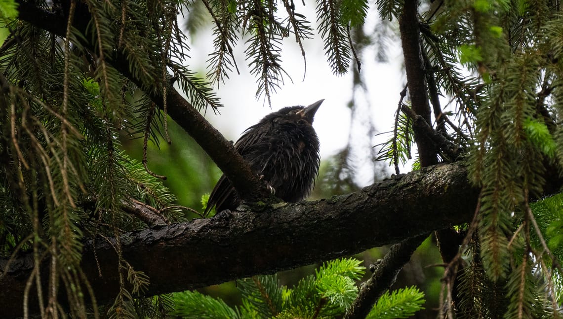 Grackle fledgling in a pine tree.